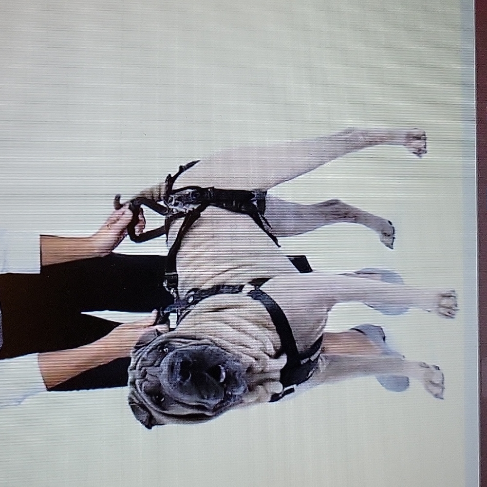 Petsafe CareLift support harness full body lift comfortable breathable Med EUC